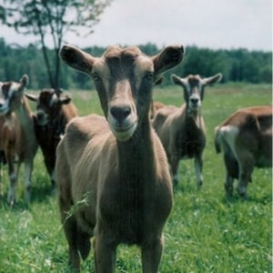 Farm to Fork on WXOJ-LP