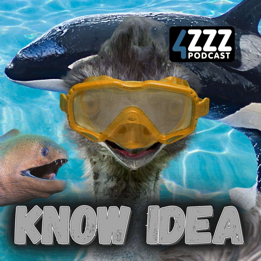 Know Idea