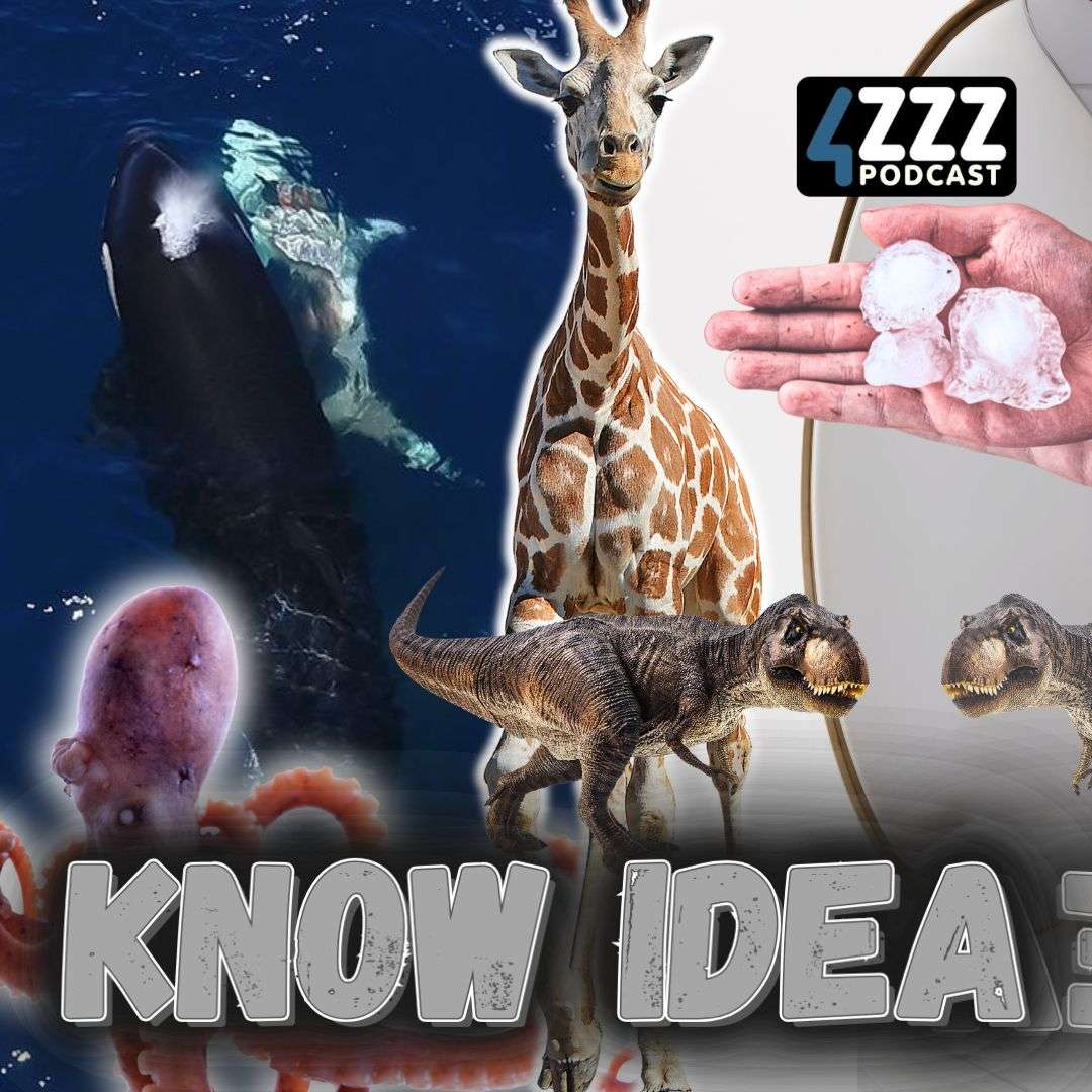 Know Idea