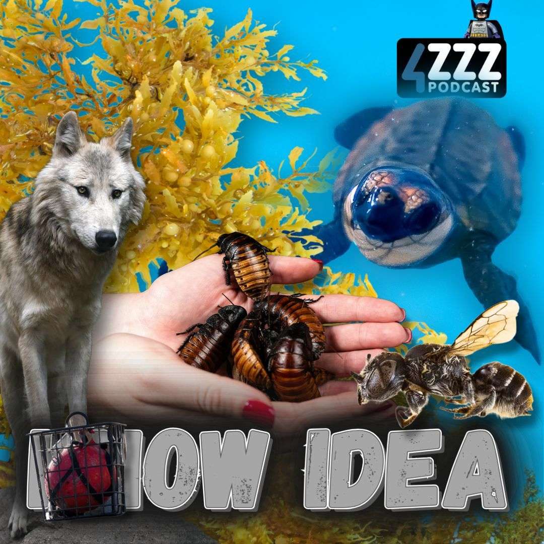 Today's ABCD - Arthropods, Bird Flu, Canines, and Da' Magnetoreception.