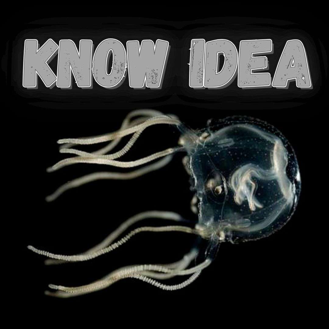 Know Idea