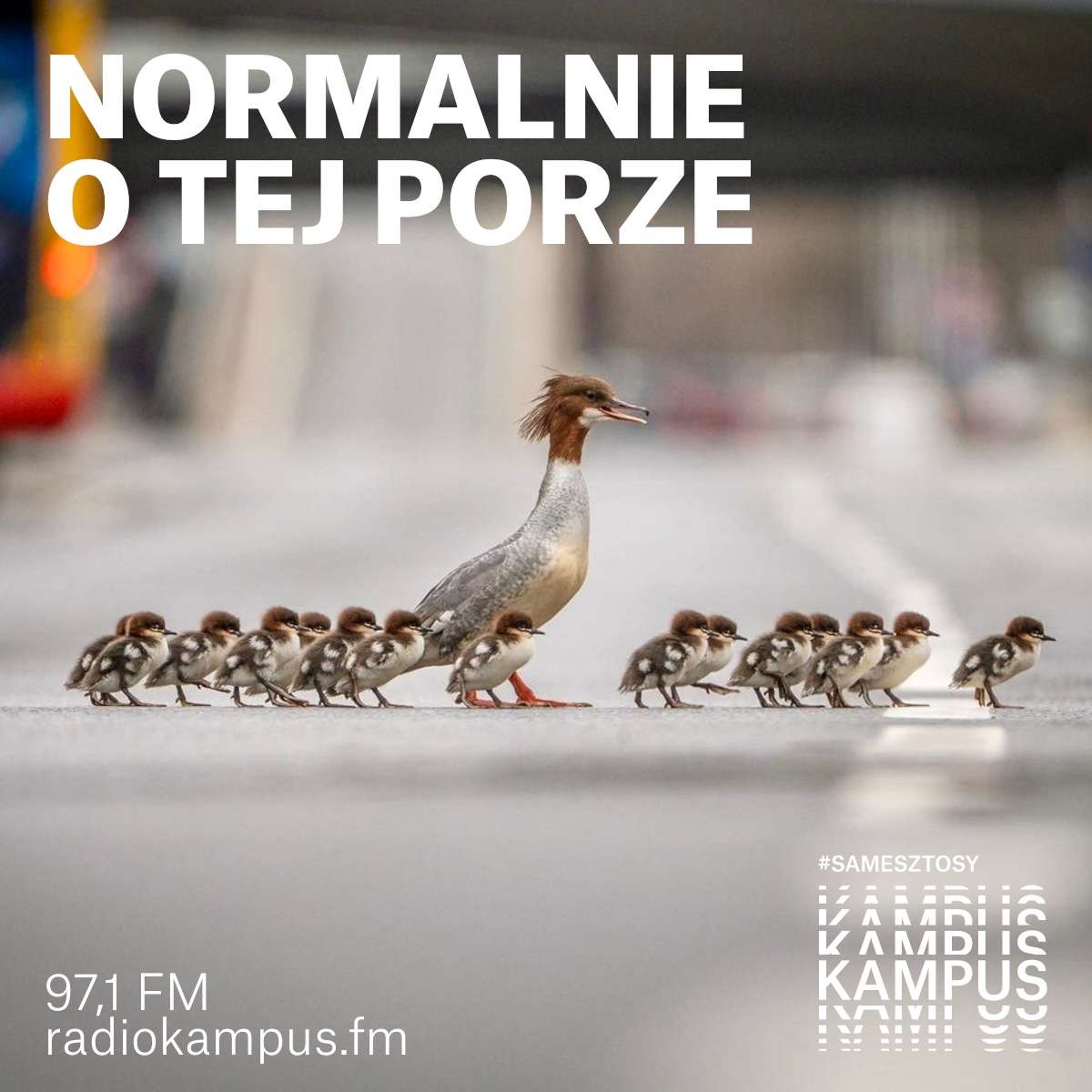 Od fotografii przyrodniczej do festiwali techno. Aleksander Jura i jego prace