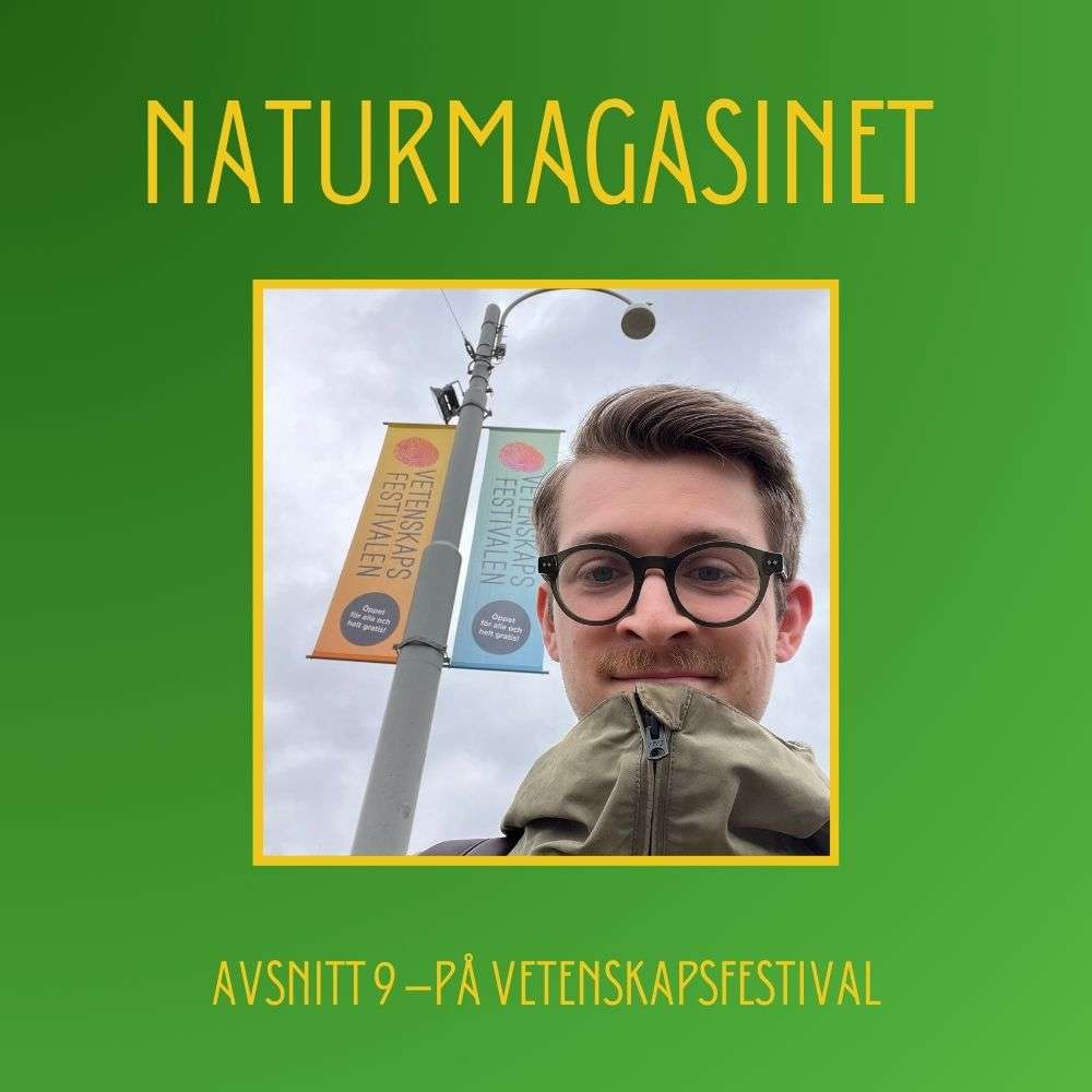 På vetenskapsfestival