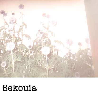 Sekuoia