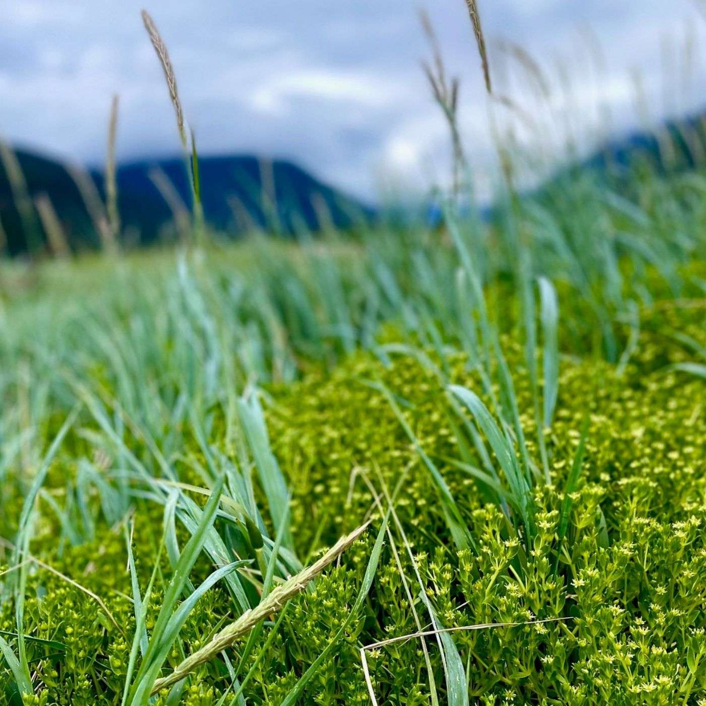 #12 – A Salmon Habitat Mosaic: Why Glaciers and Volcanoes Matter to Fish #12 – A Salmon Habitat Mosaic: Why Glaciers and Volcanoes Matter to Fish