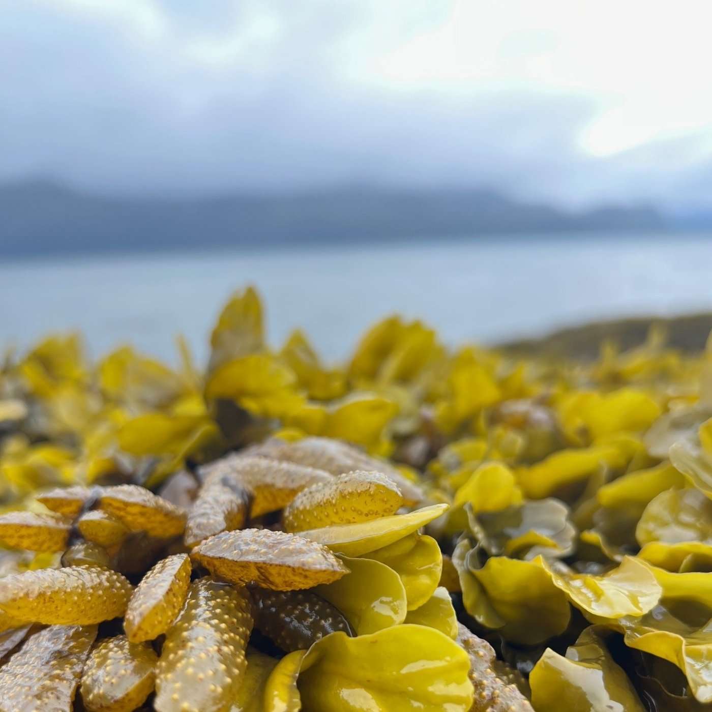 #8 – Cruising Toward a Pollution Solution: How a Healthy Ecosystem and Cruise Ship Tourism Can Coexist #8 – Cruising Toward a Pollution Solution: How a Healthy Ecosystem and Cruise Ship Tourism Can Coexist