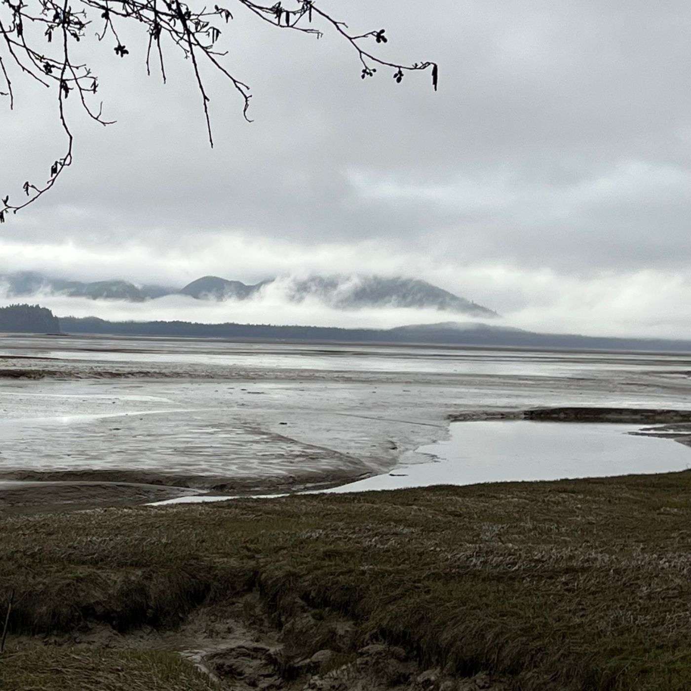 #10 – Sandpipers on the Silvery Stikine: What's the Secret in All That Mud? #10 – Sandpipers on the Silvery Stikine: What's the Secret in All That Mud?