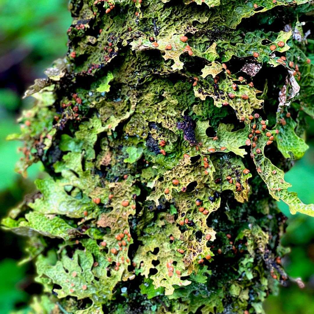 #3 – A Map in Four Dimensions: Amid Blowing Winds, an Old-Growth Forest is Born #3 – A Map in Four Dimensions: Amid Blowing Winds, an Old-Growth Forest is Born
