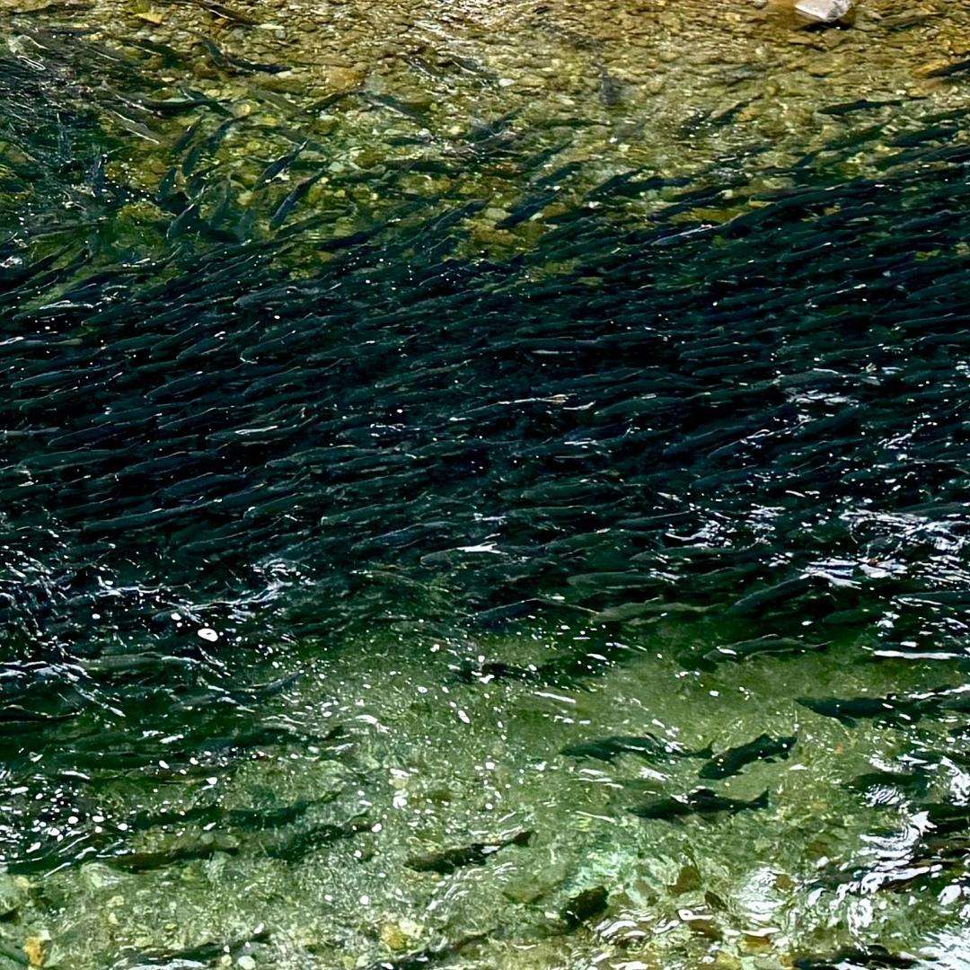 #6 – Boundary Lines: A Perilous Secret Hides in a Watershed #6 – Boundary Lines: A Perilous Secret Hides in a Watershed