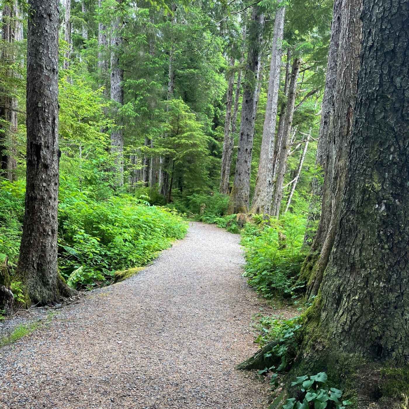 #13 – Forests are Cool Place: 3 More Reasons People Need Trees #13 – Forests are Cool Place: 3 More Reasons People Need Trees