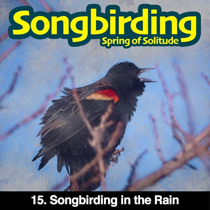 Songbirding in the Rain