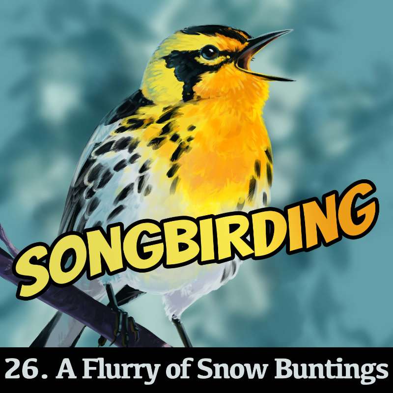 A Flurry of Snow Buntings