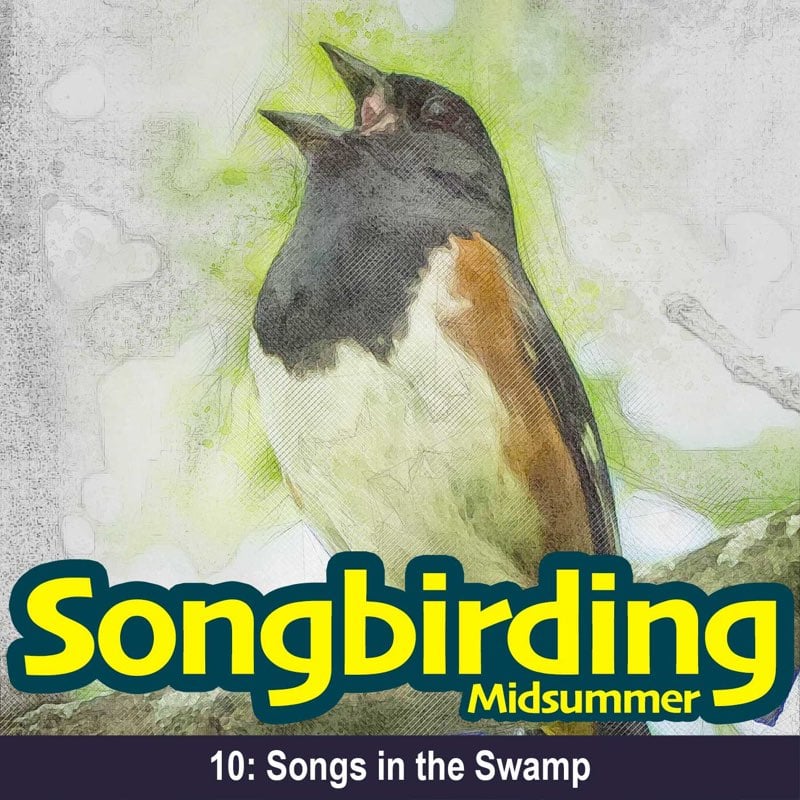 Songs in the Swamp