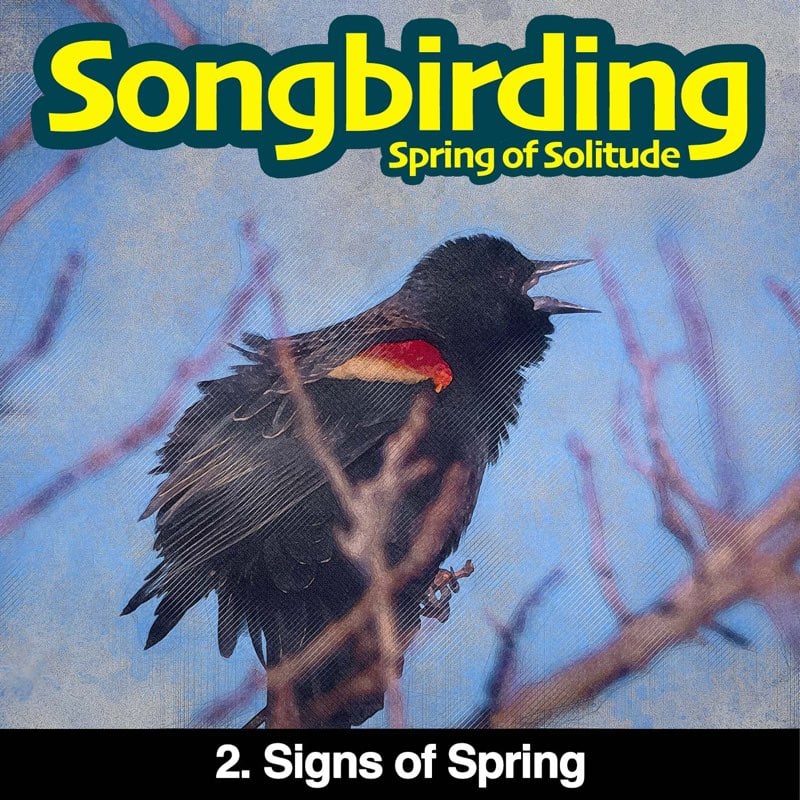 Songbirding: A Birding-by-ear Podcast