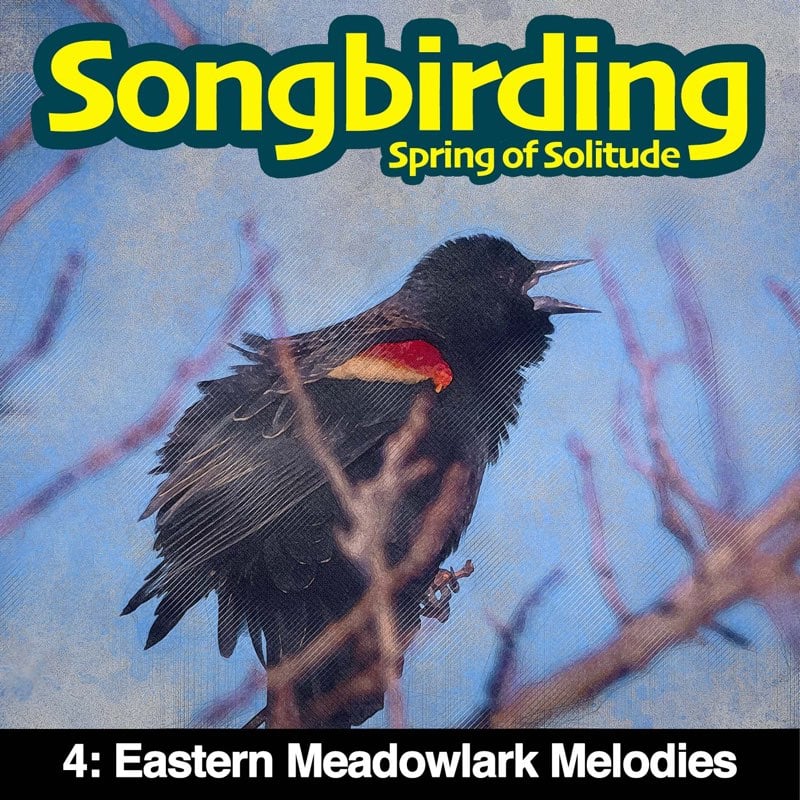 Eastern Meadowlark Melodies