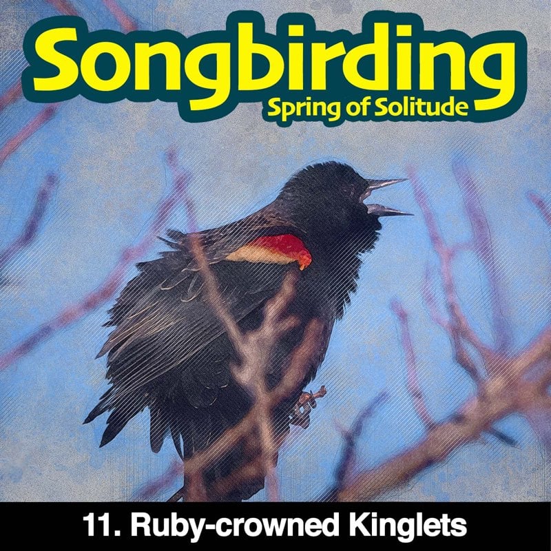 Ruby-crowned Kinglets
