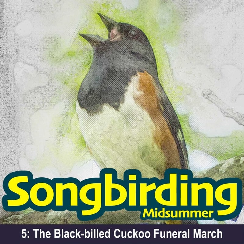 The Black-billed Cuckoo Funeral March