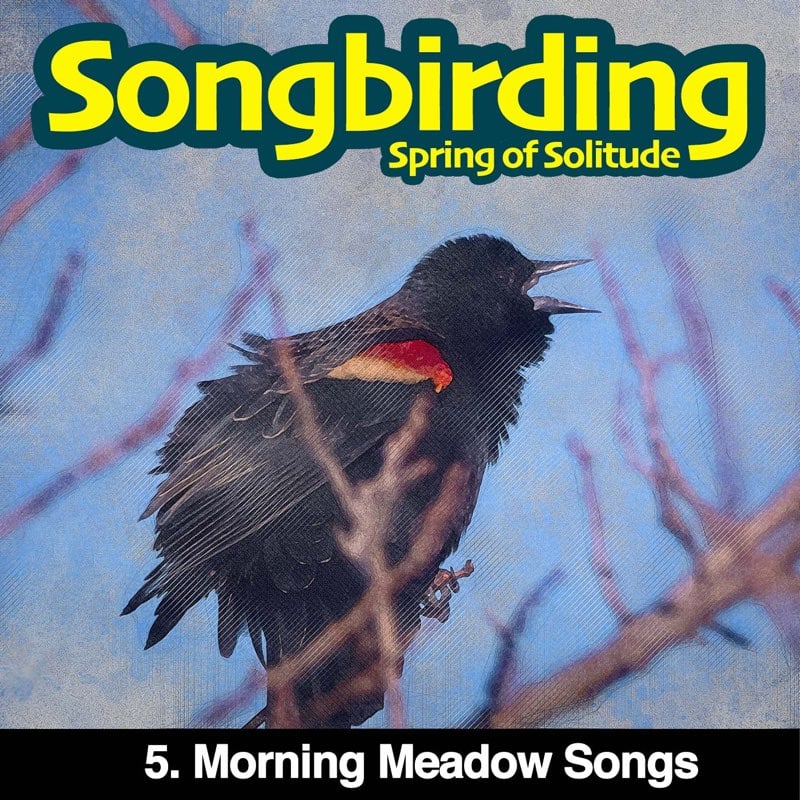 Morning Meadow Songs