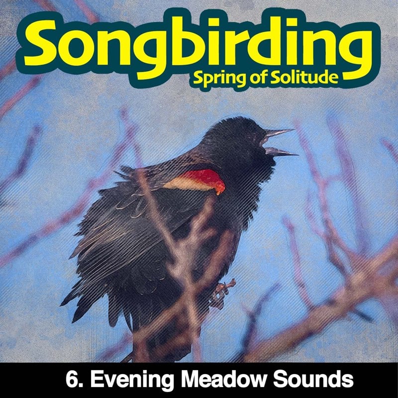 Songbirding: A Birding-by-ear Podcast