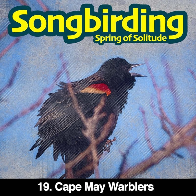 Cape May Warblers