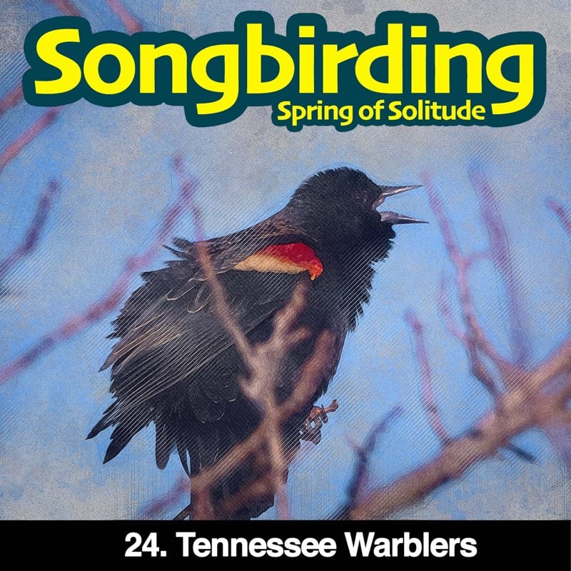 Tennessee Warblers