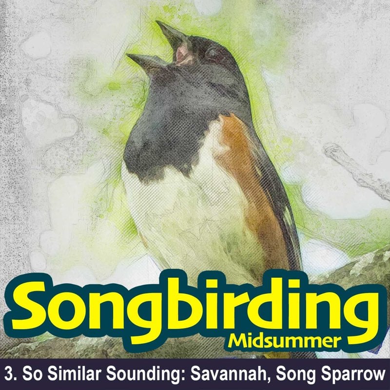 So Similar Sounding: Savannah, Song Sparrow