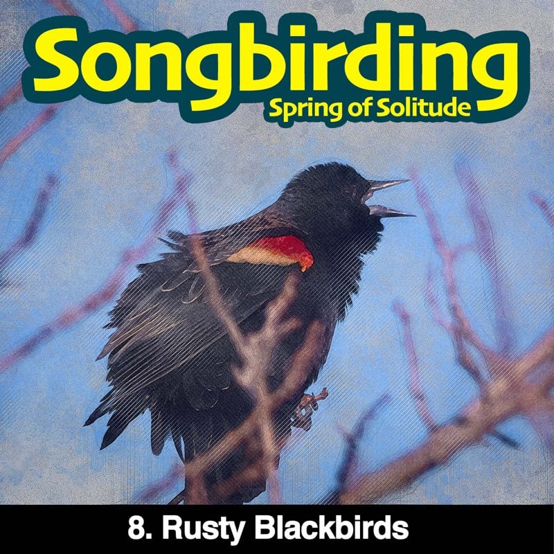 Rusty Blackbirds