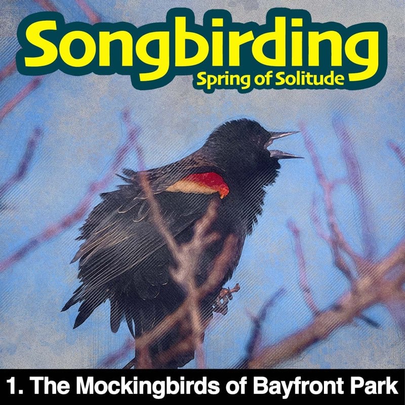 The Mockingbirds of Bayfront Park