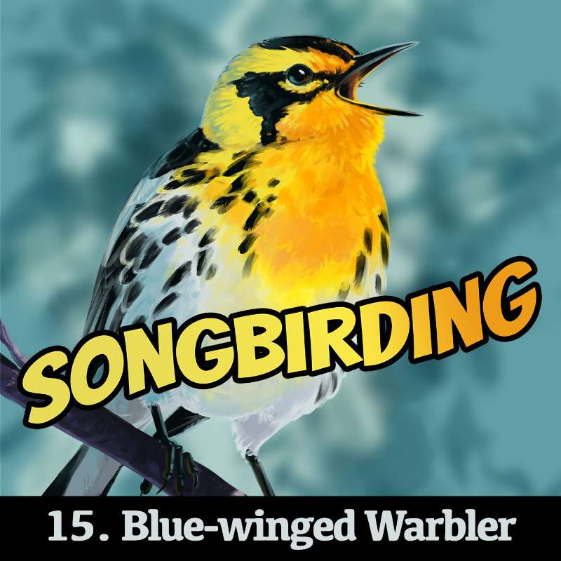 Blue-winged Warbler