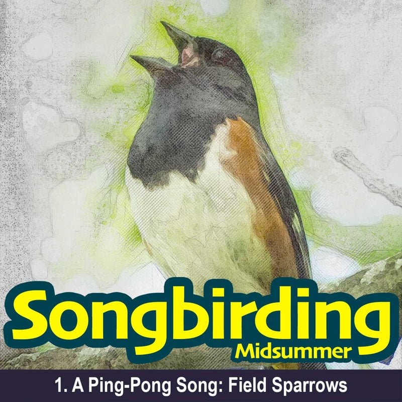 A Ping-Pong Song: Field Sparrows