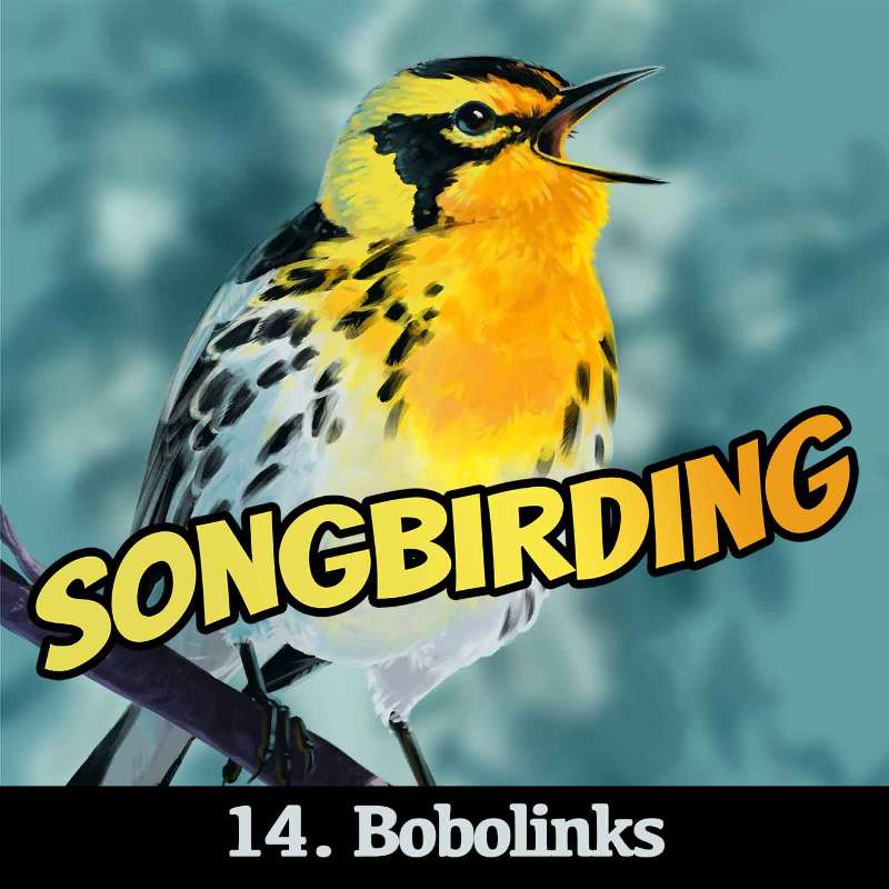 Bobolinks