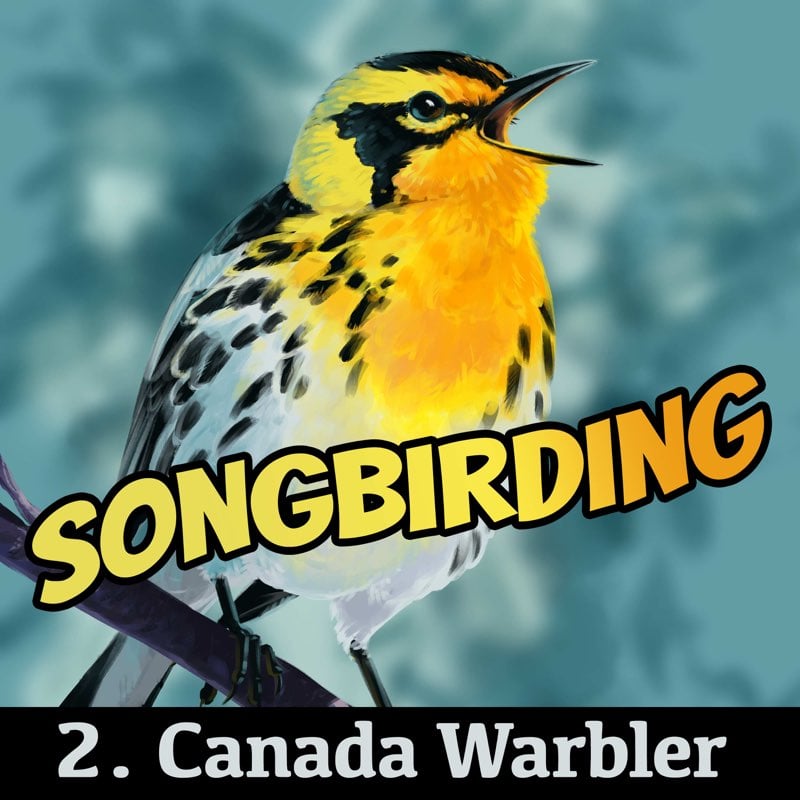 Canada Warbler
