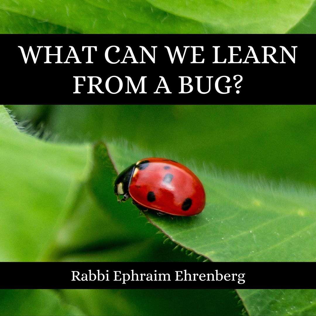 Learning to Live with Rabbi Ephraim Ehrenberg