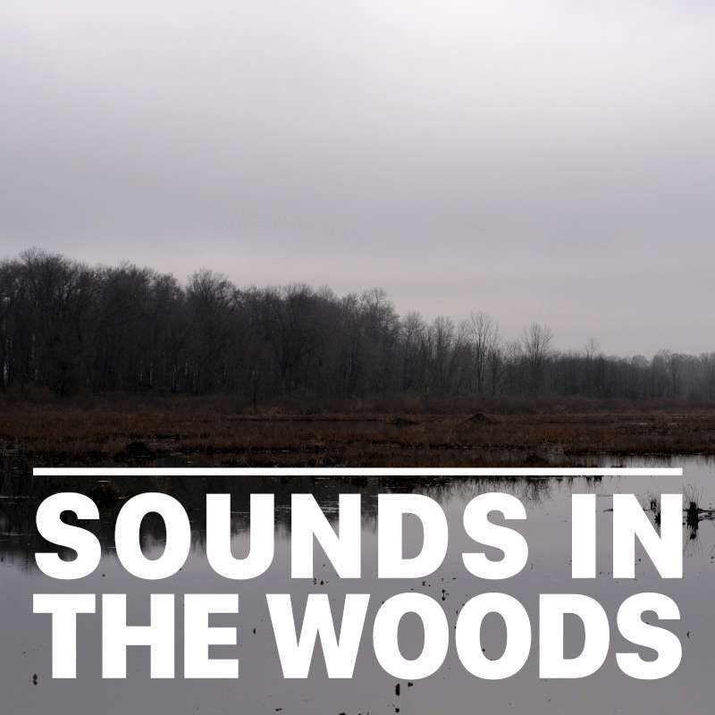 Ep.142 – Pipewort Pond Nature Preserve