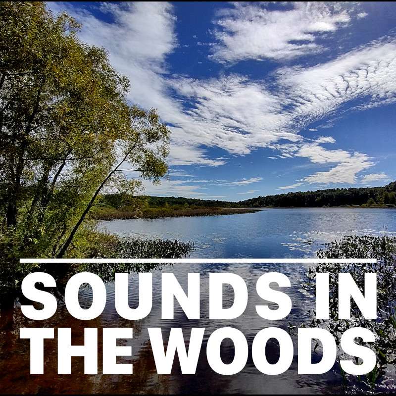 Sounds in the Woods
