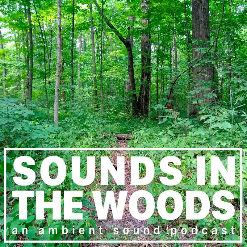 Sounds in the Woods