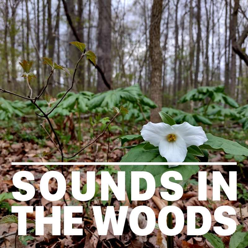 Ep.132 – Spring Lake Woods & Bog