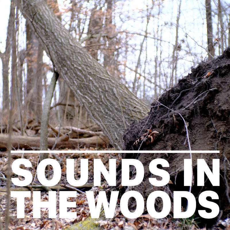 Ep.129 – Fogwell Forest Nature Preserve
