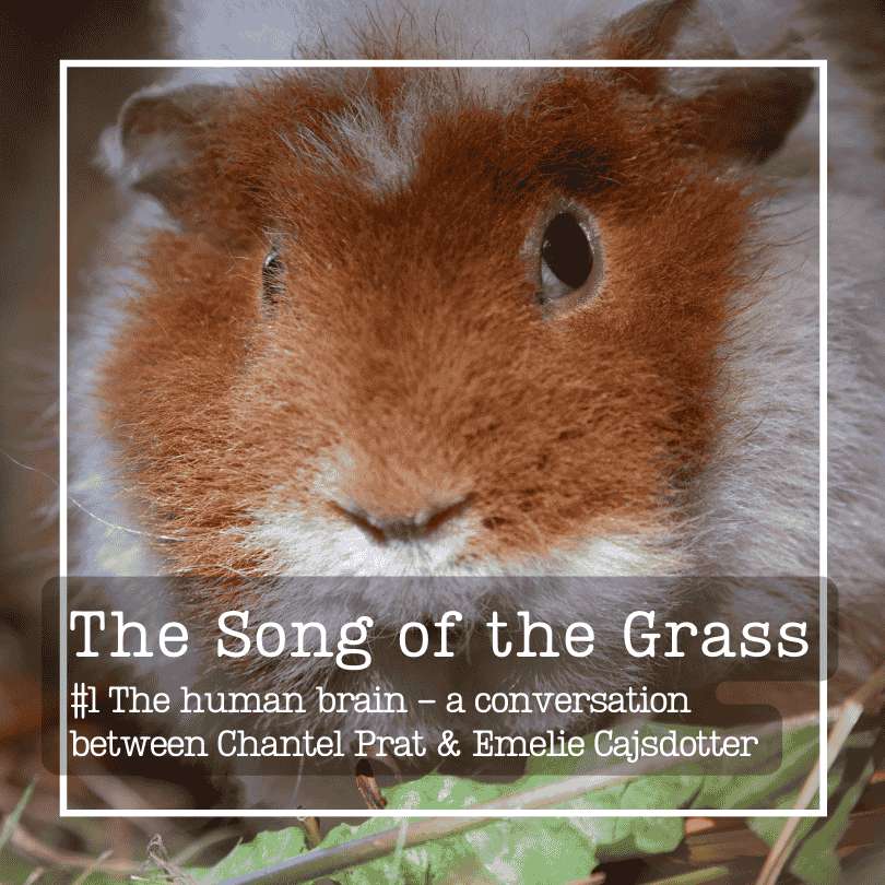 #1 The human brain - conversation between Chantel Prat, PhD & Emelie Cajsdotter