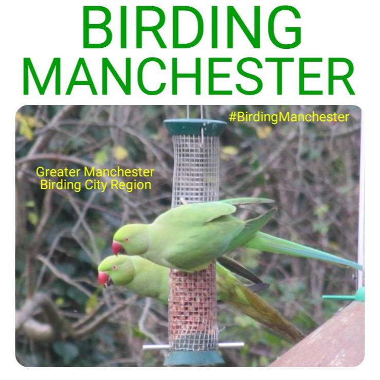 S1E4 - Ring-Necked Parakeet