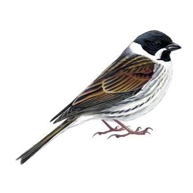 S1E1 - Reed Bunting