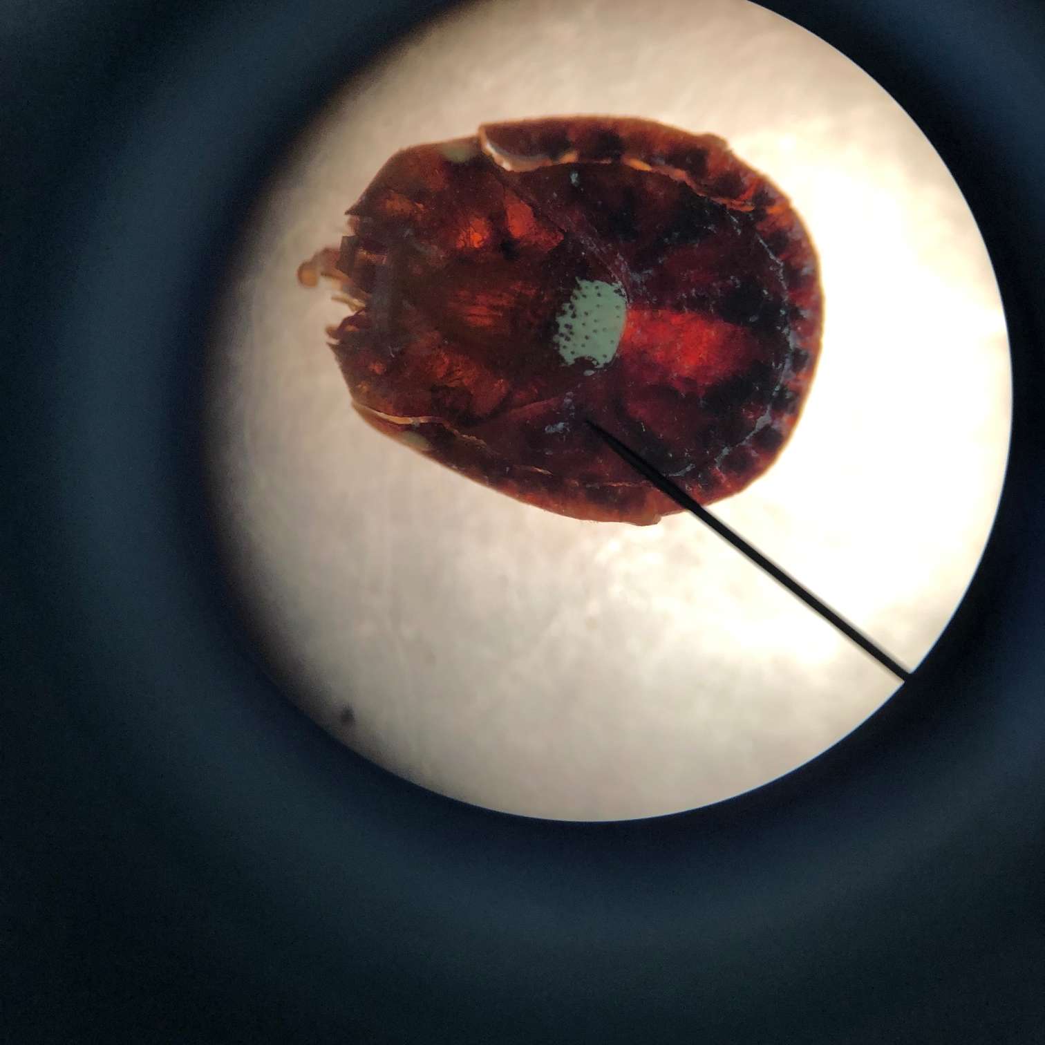 Tick Trip