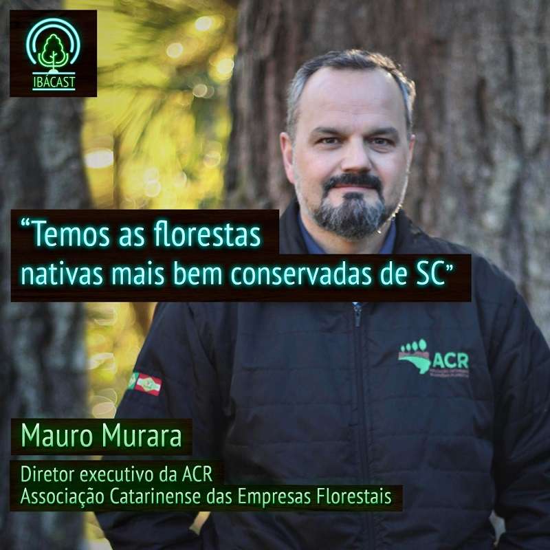 Temos as florestas nativas mais bem conservadas de SC