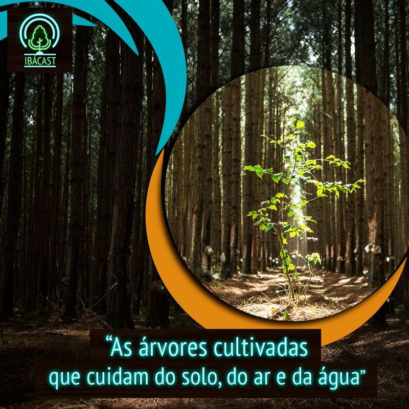 As árvores cultivadas que cuidam do solo, do ar e da água