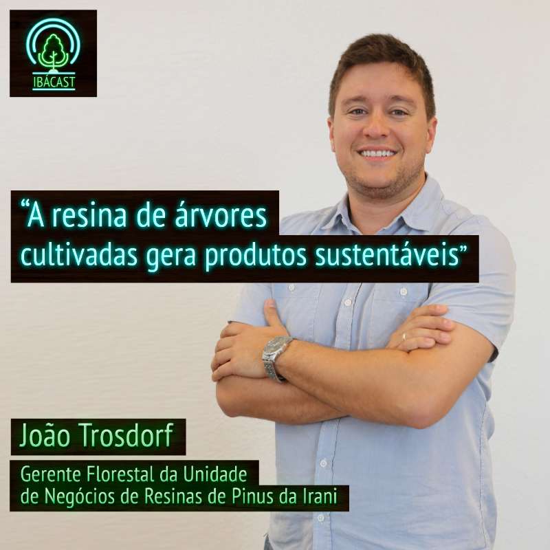 A resina de árvores cultivadas gera produtos sustentáveis