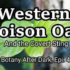 Poison Oak | Botany After Dark, Epi 4