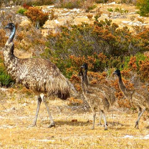 E6 Great Emu War