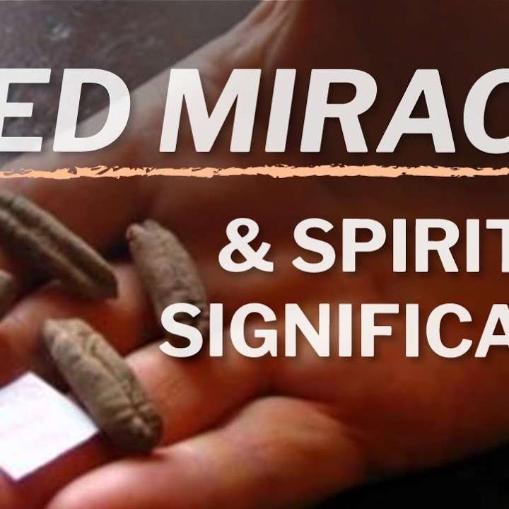 ╫ The 2000 Year Old Miracle Seed From Israel That Grew [PODCAST]