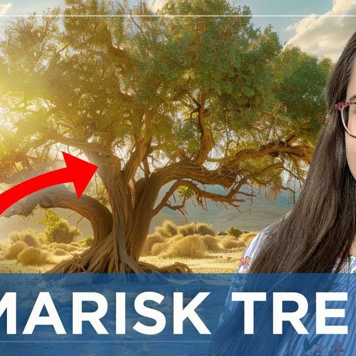 Why did Abraham plant this strange tree? - The Prophetic Nature of the Tamarisk Tree