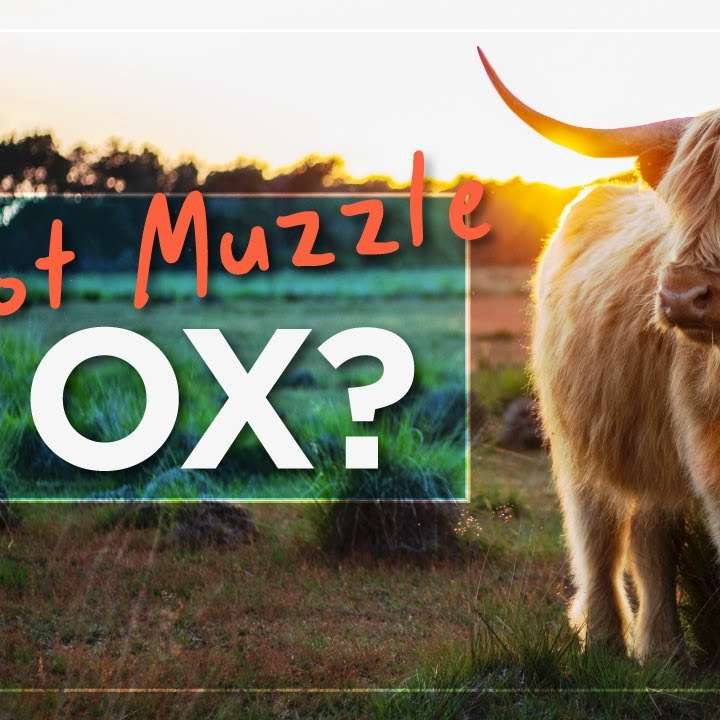 Do not MUZZLE an Ox? - Strange Laws of the Bible